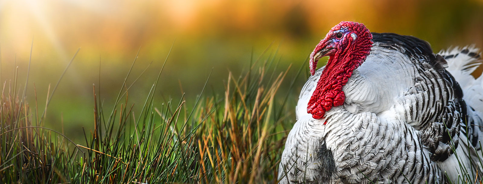 Up close picture of a big turkey sitting in a grassy field.