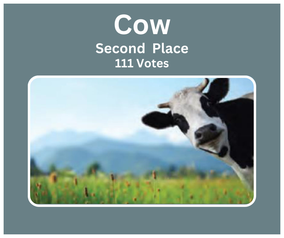 A cow standing in a field looking at the camera. The words "Cow, Second place, 111 votes" are above the cow.