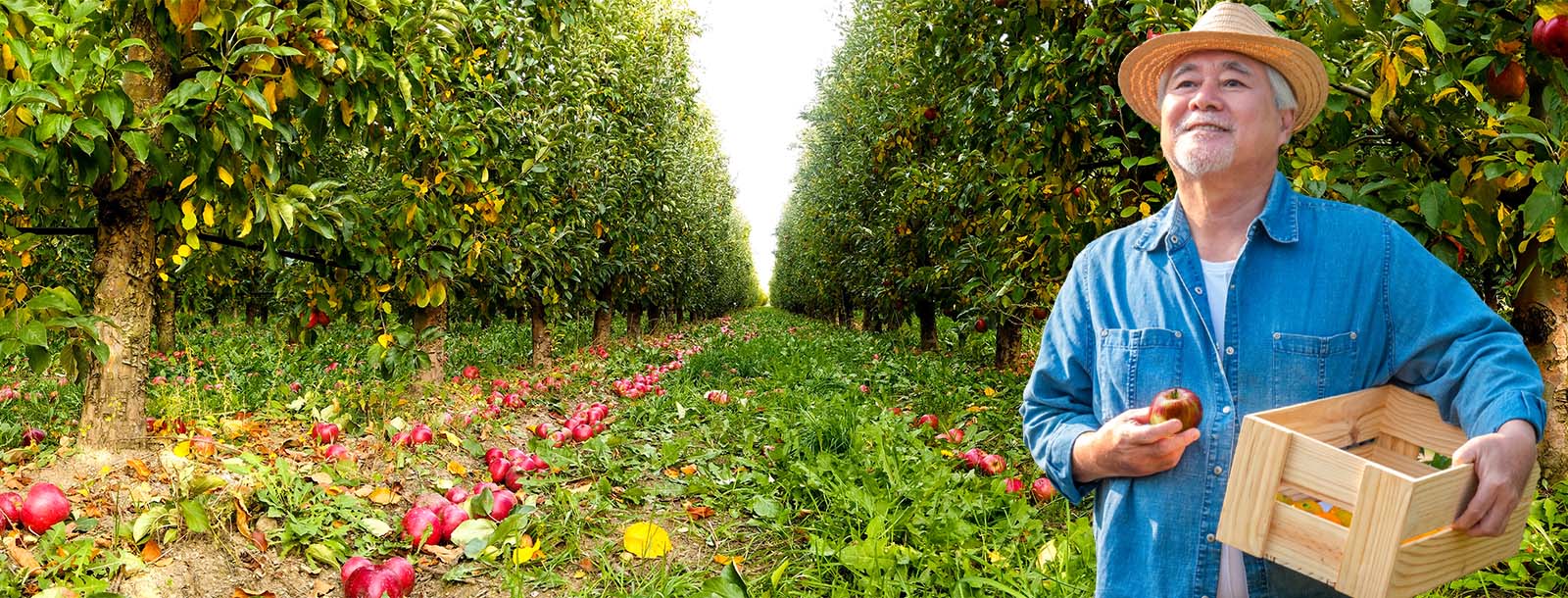 Man with a straw hat standing in an apple orchard. He is holding an apple in one hand and a crate in the other. 